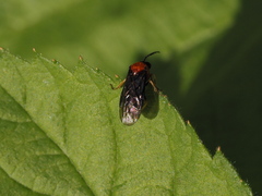 Eutomostethus ephippium vopiscus