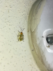 Diabrotica martinjacobyi