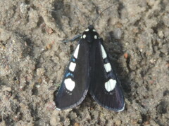 Alypiodes bimaculata