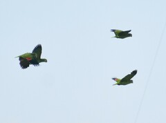 Amazona autumnalis