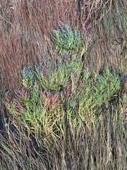Salicornia