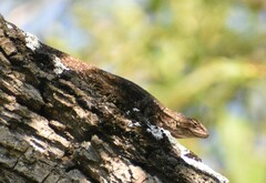 Sceloporus grammicus