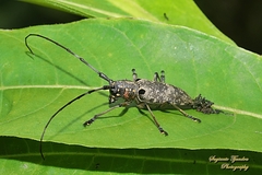 Epepeotes luscus