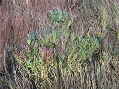 Salicornia