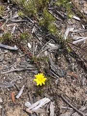 Osteospermum subulatum