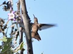 Leucolia violiceps