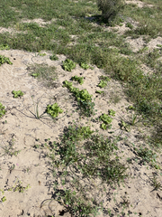 Triteleiopsis palmeri