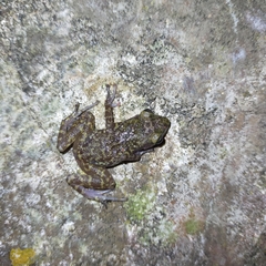 Eleutherodactylus interorbitalis
