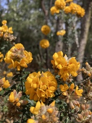 Oxylobium ellipticum