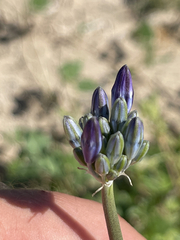 Triteleiopsis palmeri