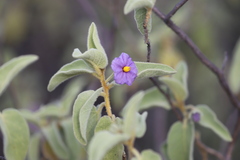Solanum crassitomentosum