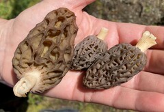 Morchella norvegiensis
