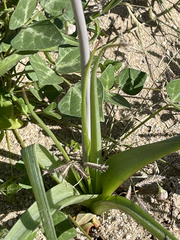 Triteleiopsis palmeri