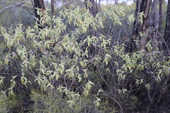 Solanum crassitomentosum