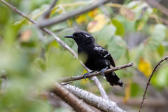 Formicivora littoralis