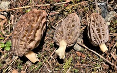 Morchella norvegiensis