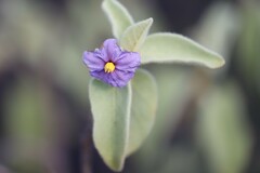 Solanum crassitomentosum