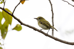 Hemitriccus nidipendulus