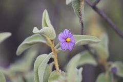 Solanum crassitomentosum