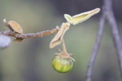 Solanum crassitomentosum