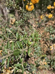 Oxylobium ellipticum