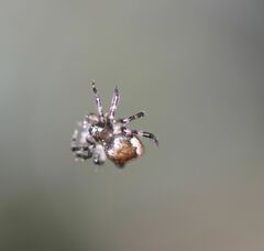 Euryopis funebris