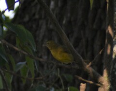 Piranga rubra