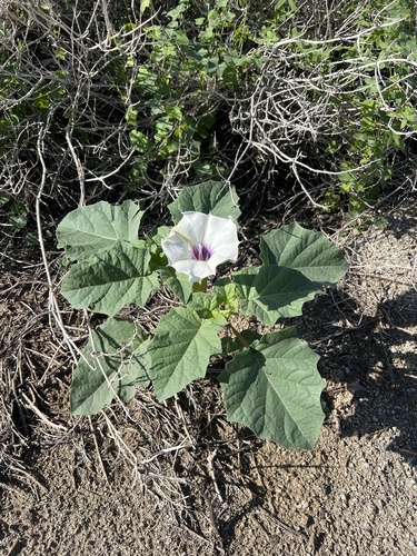 iNaturalist observation photo of desert thorn-apple