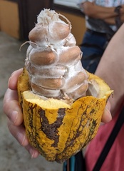 Theobroma cacao