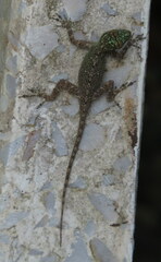 Anolis distichus