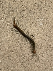 Scolopendra