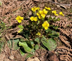 Viola orbiculata