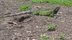 Iguana iguana