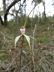 Caladenia venusta