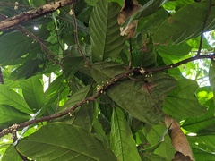 Theobroma cacao