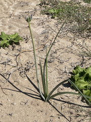 Triteleiopsis palmeri