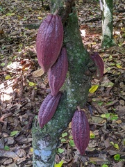 Theobroma cacao