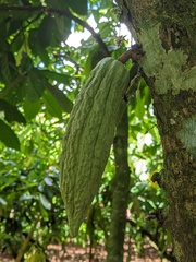 Theobroma cacao