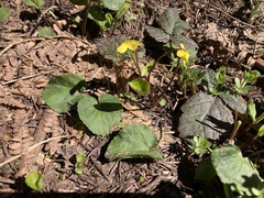 Viola orbiculata