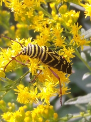 Megacyllene robiniae