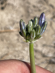 Triteleiopsis palmeri