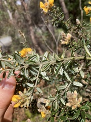 Oxylobium ellipticum