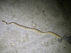 Crotalus ruber