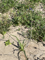 Triteleiopsis palmeri