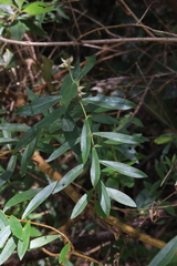Pimelea ligustrina ligustrina