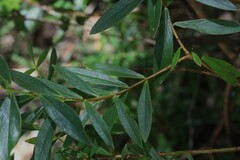 Pimelea ligustrina ligustrina