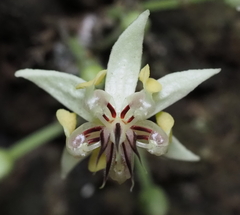 Theobroma cacao