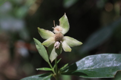 Pimelea ligustrina ligustrina