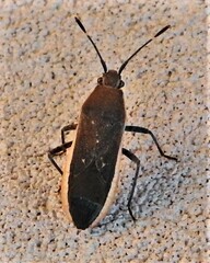 Catorhintha texana