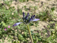 Triteleiopsis palmeri